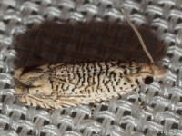 Coastal Phaneta Moth