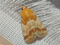 Aluring Schinia Moth