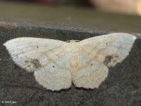 Large Lace-border Moth