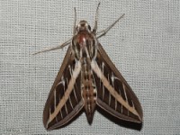 White-lined Sphinx Moth