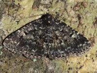 Diabolical Fungus Moth