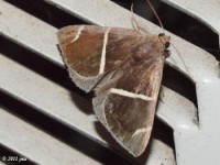 Short-lined Chocolate Moth