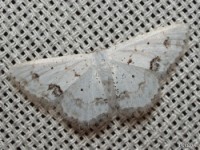 Small Frosted Wave Moth