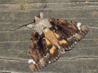 Little Underwing Moth