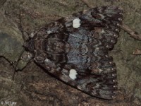 Ilia Underwing Moth