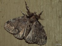 Fir Tussock Moth