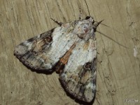 Little Underwing Moth