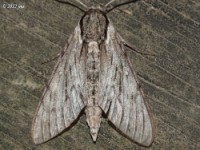 Plebeian Sphinx Moth