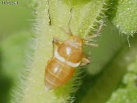 Delphacid Planthopper