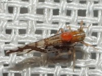 Delphacid Planthopper