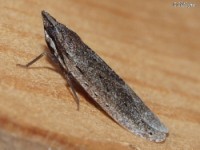 Planthopper