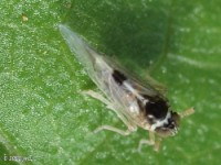 Delphacid Planthopper