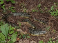 Speckled Kingsnake