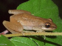 Cajun Chorus Frog