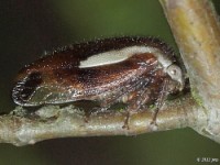 Treehopper