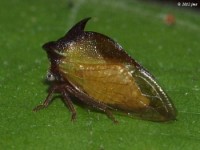 Buffalo Treehopper