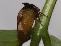 Buffalo Treehopper