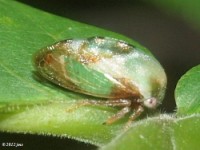 Treehopper