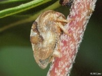 Treehopper