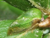 Treehopper