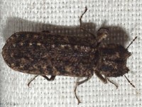 Horned Powder-post Beetle