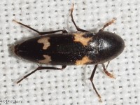 False Darkling Beetle