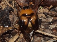 Earth-Boring Scarab Beetle