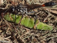 Caterpillar Predator