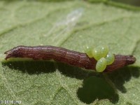 Probable Braconid Wasp Parisitoid