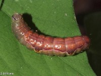 Lochmaeus sp. Ready to Pupate