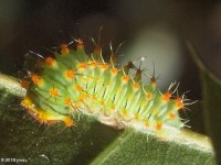 Early instar Polyphemus Moth Caterpillar