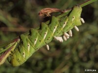 Banded Sphinx & Braconid Wasp Pupae