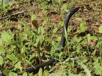 A Coachwhip, Texas Cobra, saw me coming.