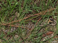 Eastern Hognose Snake