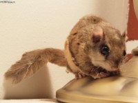 Southern Flying Squirrel