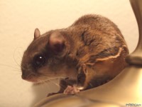 Southern Flying Squirrel