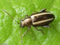 Systena sp.