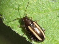 Systena sp.