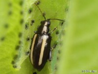 Systena sp. Flea Beetle