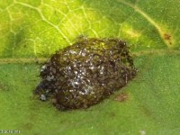 Leaf Beetle on Boneset