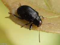 Leaf Beetle