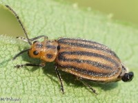 Ophraella sp. Leaf Beetle