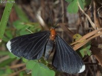 White-tipped Black Moth