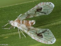 Derbid Planthopper