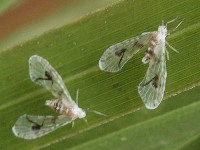 Derbid Planthopper