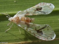 Derbid Planthopper