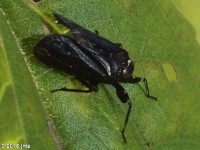 Phylloscelis sp. Planthopper