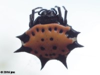 Spinybacked Orbweaver Spider