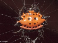 Spinybacked Orbweaver Spider