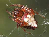 Arrowhead Spider